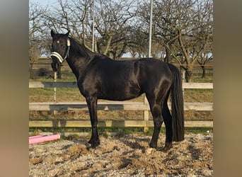 Cheval de sport allemand, Jument, 4 Ans, 164 cm, Noir