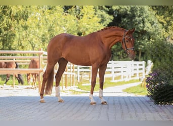Cheval de sport allemand, Jument, 4 Ans, 165 cm, Alezan