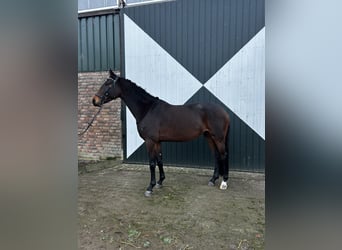 Cheval de sport allemand, Jument, 4 Ans, 165 cm, Bai brun