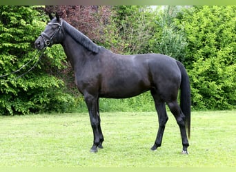 Cheval de sport allemand, Jument, 4 Ans, 165 cm, Bai brun foncé