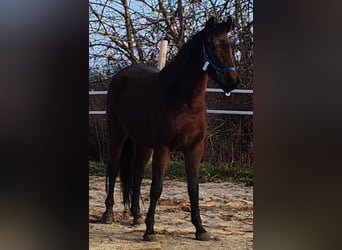 Cheval de sport allemand, Jument, 4 Ans, 165 cm, Bai cerise