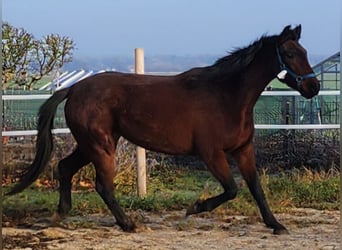 Cheval de sport allemand, Jument, 4 Ans, 165 cm, Bai cerise