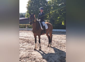 Cheval de sport allemand, Jument, 4 Ans, 165 cm, Bai