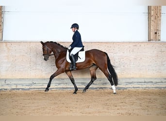 Cheval de sport allemand, Jument, 4 Ans, 165 cm, Bai
