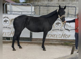 Cheval de sport allemand, Jument, 4 Ans, 165 cm, Noir