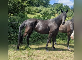 Cheval de sport allemand, Jument, 4 Ans, 165 cm, Noir