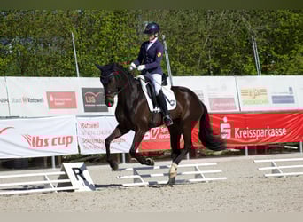 Cheval de sport allemand, Jument, 4 Ans, 165 cm, Noir