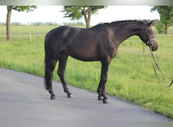 Cheval de sport allemand, Jument, 4 Ans, 165 cm, Noir