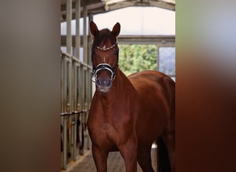 Cheval de sport allemand, Jument, 4 Ans, 166 cm, Alezan brûlé