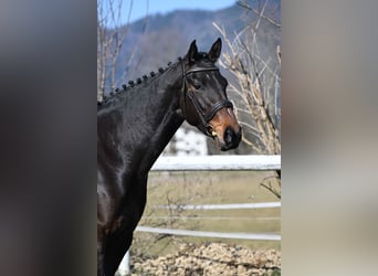 Cheval de sport allemand, Jument, 4 Ans, 166 cm, Bai brun