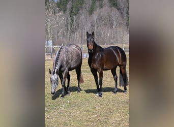 Cheval de sport allemand, Jument, 4 Ans, 166 cm, Bai brun