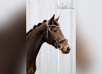 Cheval de sport allemand, Jument, 4 Ans, 166 cm, Bai brun foncé
