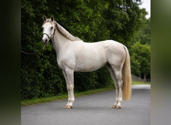 Cheval de sport allemand, Jument, 4 Ans, 166 cm, Gris