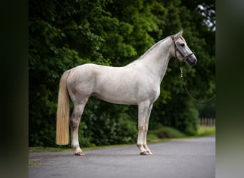 Cheval de sport allemand, Jument, 4 Ans, 166 cm, Gris