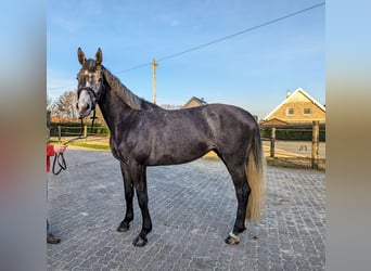Cheval de sport allemand, Jument, 4 Ans, 166 cm, Gris noir