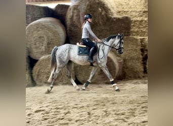 Cheval de sport allemand, Jument, 4 Ans, 166 cm, Gris pommelé