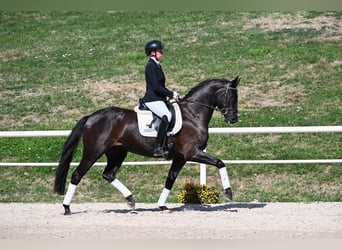 Cheval de sport allemand, Jument, 4 Ans, 166 cm, Noir