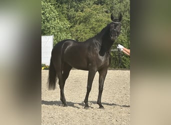 Cheval de sport allemand, Jument, 4 Ans, 166 cm, Noir