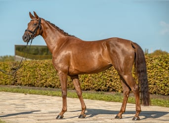 Cheval de sport allemand, Jument, 4 Ans, 167 cm, Alezan brûlé