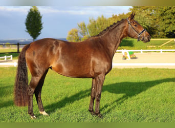 Cheval de sport allemand, Jument, 4 Ans, 167 cm, Bai brun