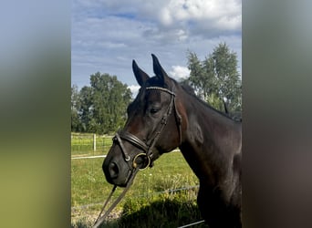 Cheval de sport allemand, Jument, 4 Ans, 167 cm, Bai brun