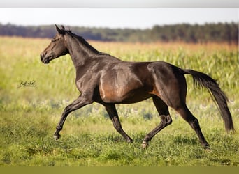Cheval de sport allemand, Jument, 4 Ans, 167 cm, Bai brun