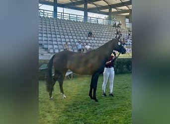 Cheval de sport allemand, Jument, 4 Ans, 167 cm, Bai brun