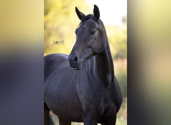 Cheval de sport allemand, Jument, 4 Ans, 167 cm, Bai brun