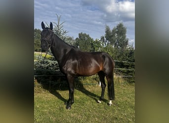 Cheval de sport allemand, Jument, 4 Ans, 167 cm, Bai brun