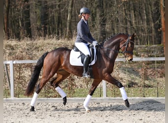 Cheval de sport allemand, Jument, 4 Ans, 167 cm, Bai
