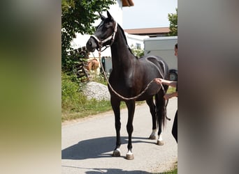 Cheval de sport allemand, Jument, 4 Ans, 167 cm, Noir