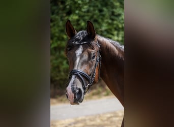 Cheval de sport allemand, Jument, 4 Ans, 168 cm, Alezan brûlé