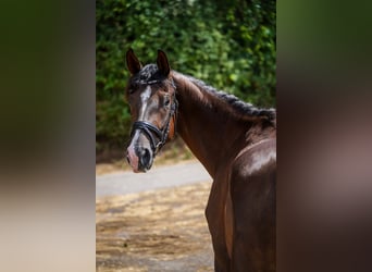 Cheval de sport allemand, Jument, 4 Ans, 168 cm, Alezan brûlé