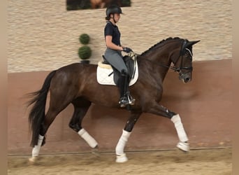 Cheval de sport allemand, Jument, 4 Ans, 168 cm, Alezan brûlé