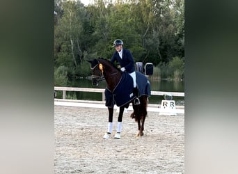 Cheval de sport allemand, Jument, 4 Ans, 168 cm, Alezan brûlé