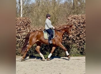 Cheval de sport allemand, Jument, 4 Ans, 168 cm, Alezan