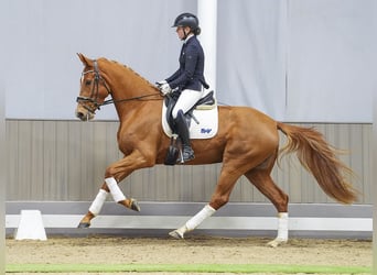 Cheval de sport allemand, Jument, 4 Ans, 168 cm, Alezan
