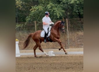Cheval de sport allemand, Jument, 4 Ans, 168 cm, Alezan