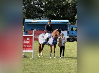 Cheval de sport allemand, Jument, 4 Ans, 168 cm, Alezan