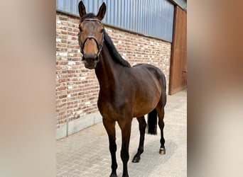Cheval de sport allemand, Jument, 4 Ans, 168 cm, Bai brun