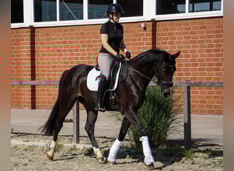 Cheval de sport allemand, Jument, 4 Ans, 168 cm, Bai brun foncé