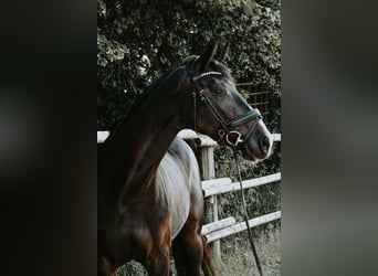 Cheval de sport allemand, Jument, 4 Ans, 168 cm, Bai brun foncé