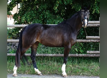Cheval de sport allemand, Jument, 4 Ans, 168 cm, Bai brun foncé