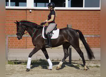 Cheval de sport allemand, Jument, 4 Ans, 168 cm, Bai brun foncé