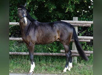 Cheval de sport allemand, Jument, 4 Ans, 168 cm, Bai brun foncé