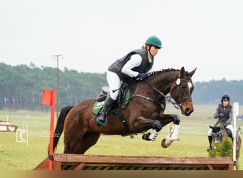 Cheval de sport allemand, Jument, 4 Ans, 168 cm, Bai