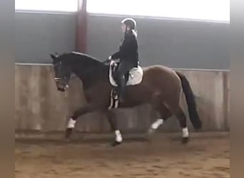 Cheval de sport allemand, Jument, 4 Ans, 168 cm, Bai cerise