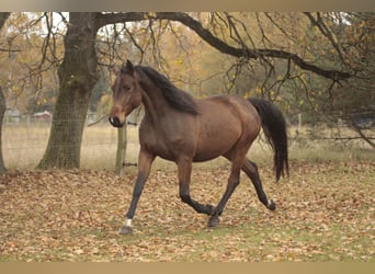 Cheval de sport allemand, Jument, 4 Ans, 168 cm, Bai