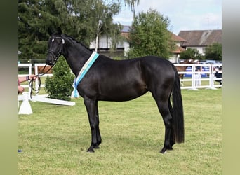 Cheval de sport allemand, Jument, 4 Ans, 168 cm, Noir