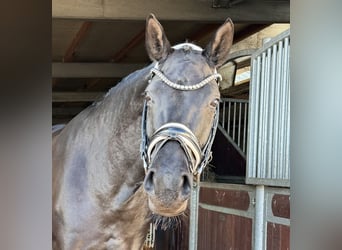 Cheval de sport allemand, Jument, 4 Ans, 168 cm, Noir